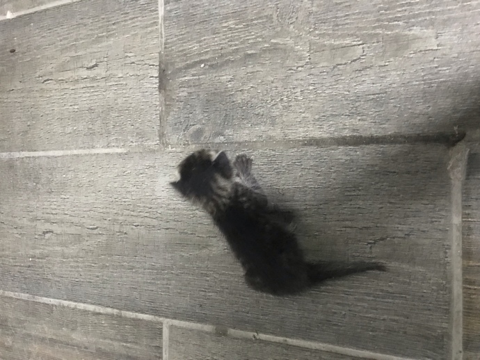 Bu kedi neden sürekli miyavlıyor?