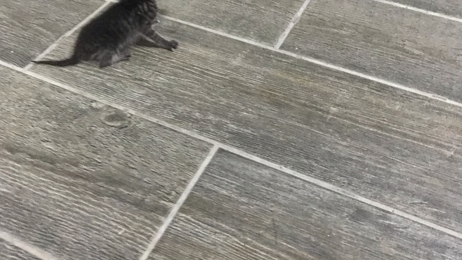 Bu kedi neden sürekli miyavlıyor?