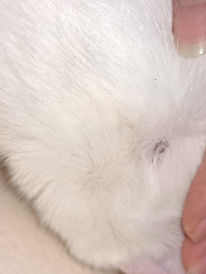 KEDİMİN VÜCUDUNDA YARA VAR NE YAPMAM GEREKLİ?