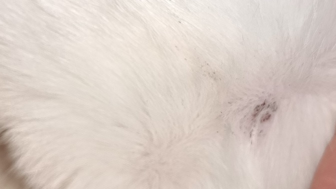 KEDİMİN VÜCUDUNDA YARA VAR NE YAPMAM GEREKLİ?