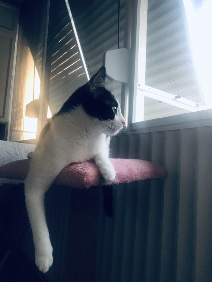 Hadi herkes evcil hayvanını bıraksın burayaa?