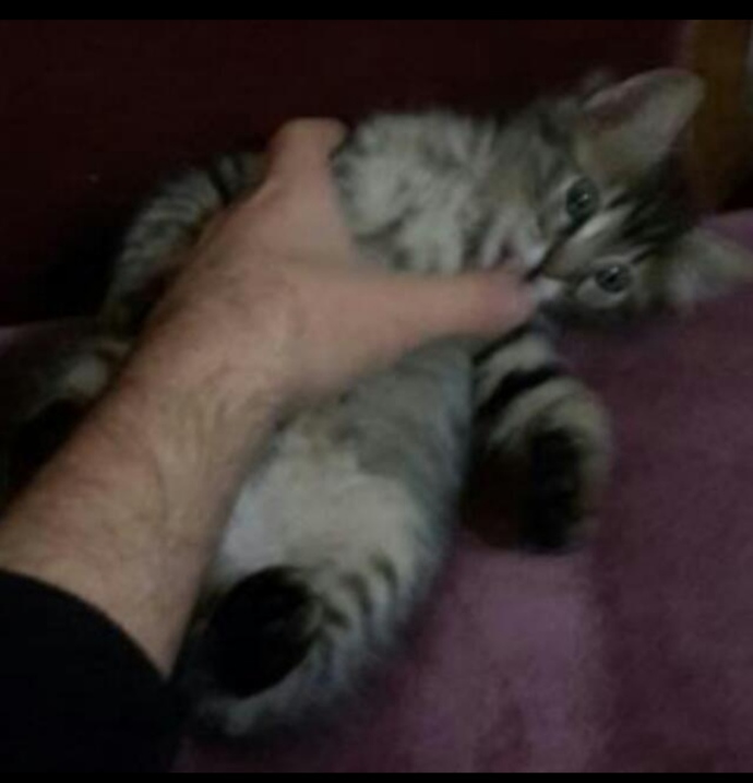 Hadi herkes evcil hayvanını bıraksın burayaa?