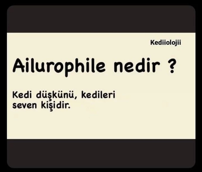 İyi ki kediler var, sadece kediler var.. 🦁