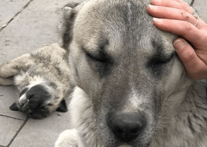 En sevdiniz köpek cinsi hangisi?