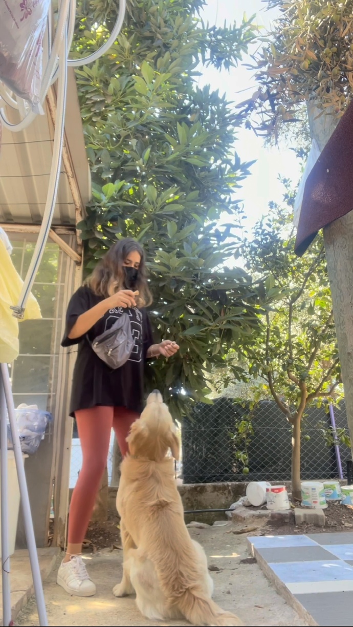 Köpek eğitimi konusunda ne düşünüyosunuz?(sokağa atılan canlar aklınıza geliyor mu)?
