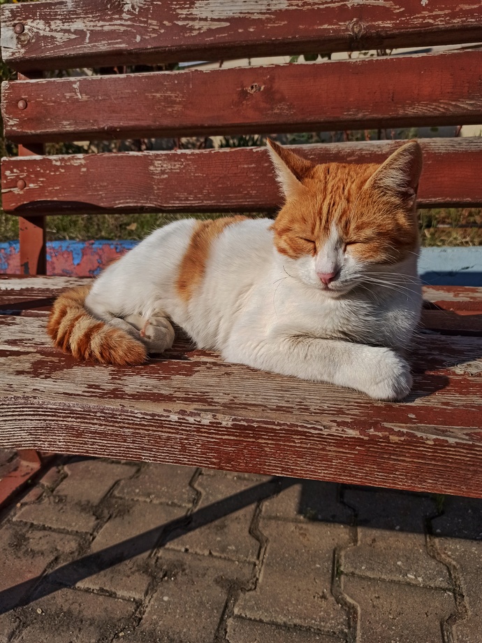 Hayvan dostlarımızın fotoğraflarını bizimle paylaşır mısın?