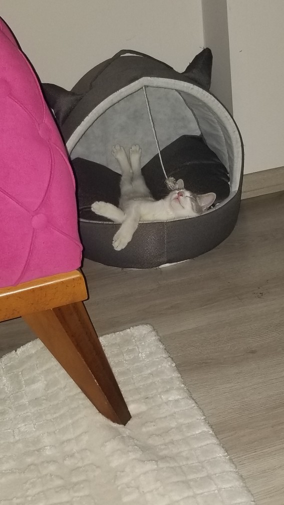 Hayvan dostlarımızın fotoğraflarını bizimle paylaşır mısın?