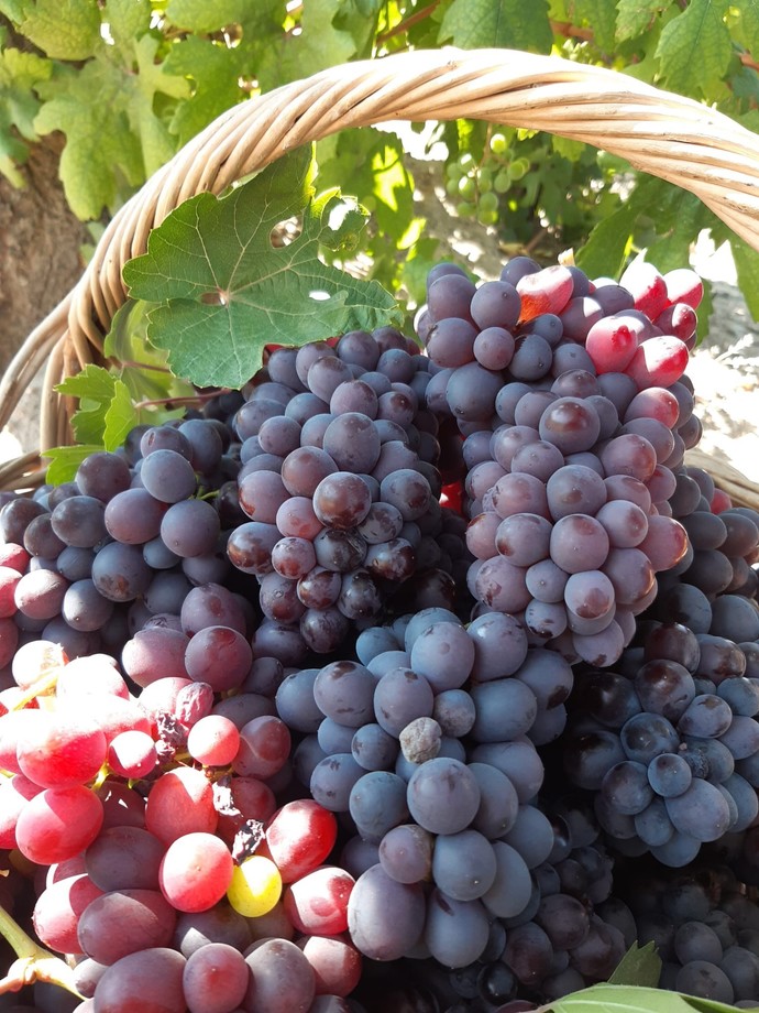 🍇🍇🍇