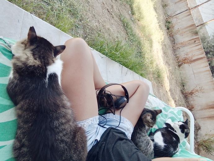 Haşere sorunu için kedi şart mı acaba xd?