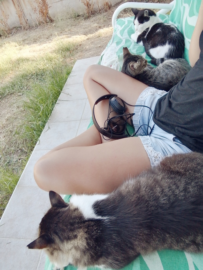 Haşere sorunu için kedi şart mı acaba xd?