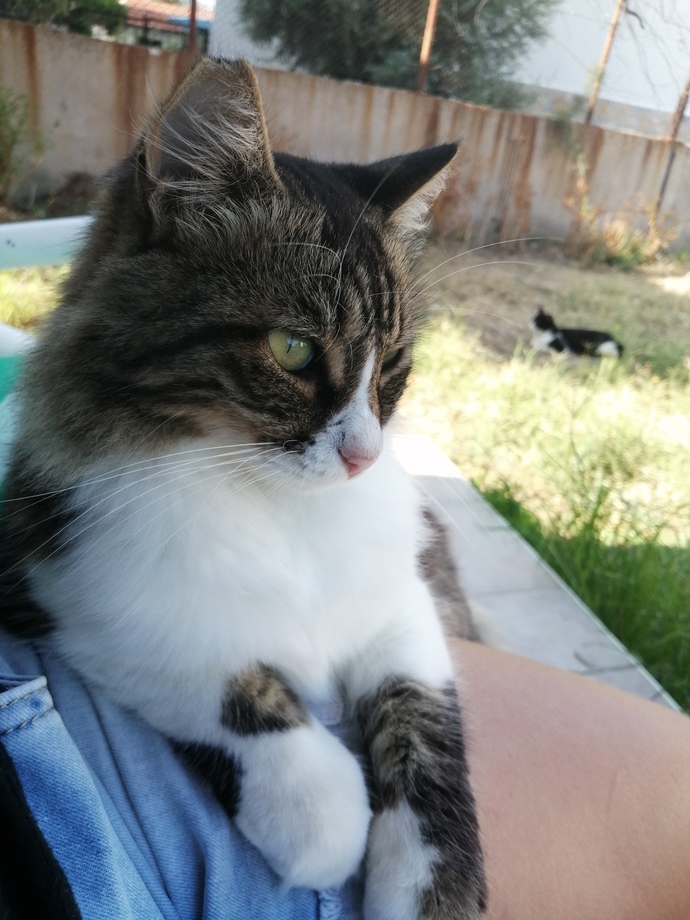 Haşere sorunu için kedi şart mı acaba xd?
