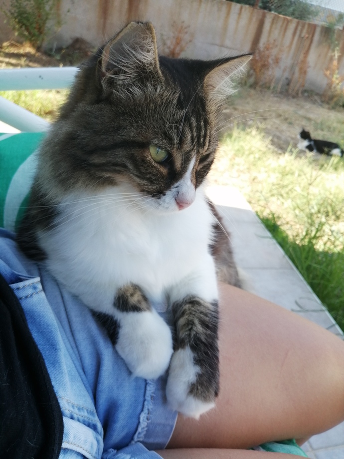 Haşere sorunu için kedi şart mı acaba xd?