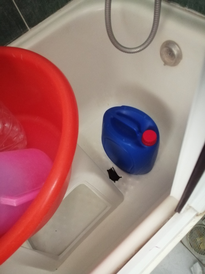 Haşere sorunu için kedi şart mı acaba xd?
