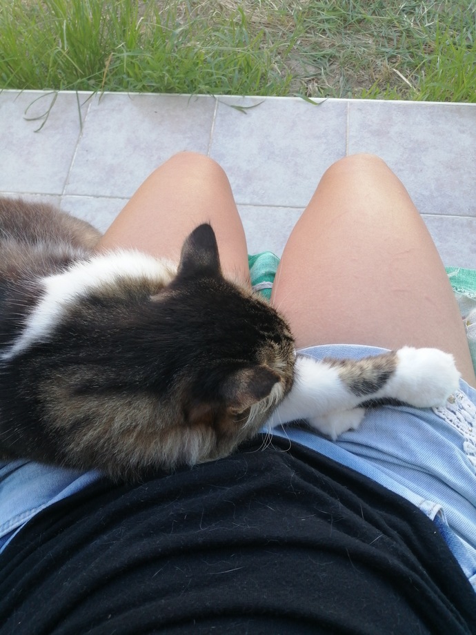 Haşere sorunu için kedi şart mı acaba xd?