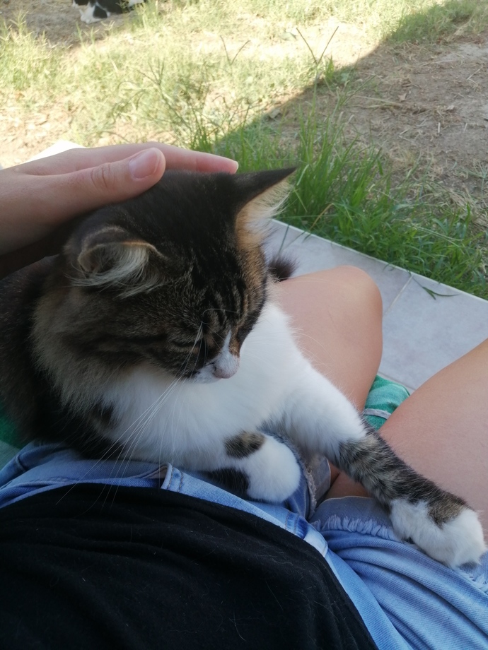 Haşere sorunu için kedi şart mı acaba xd?