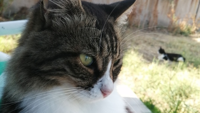 Haşere sorunu için kedi şart mı acaba xd?