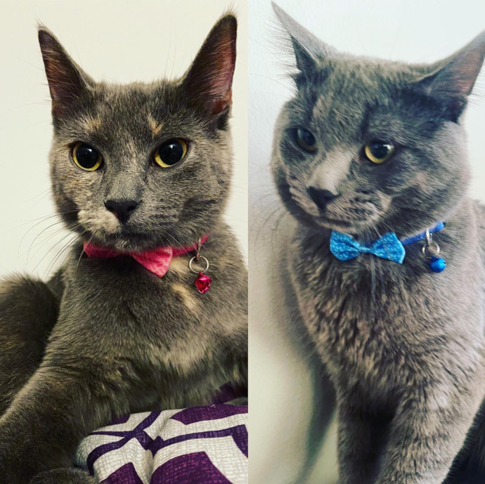 Maui ve Tiki