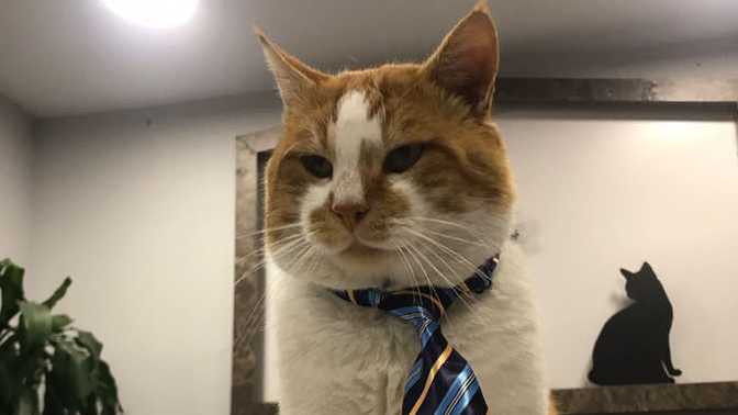 Bu kedi senin olsa ismi ne olurdu?