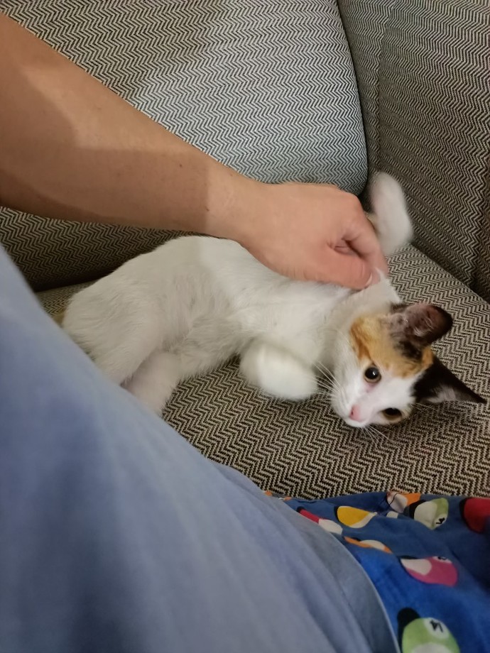 Kedilerimizle meşhur olmamız güzel değil mi?