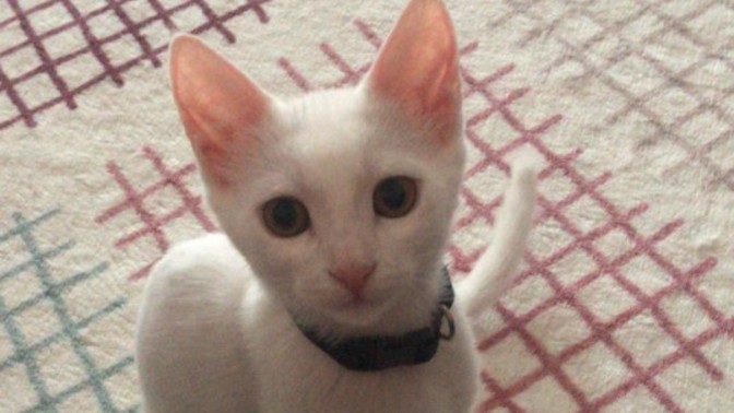Bana öyle bakma bizi anlayacaklar mı KS?