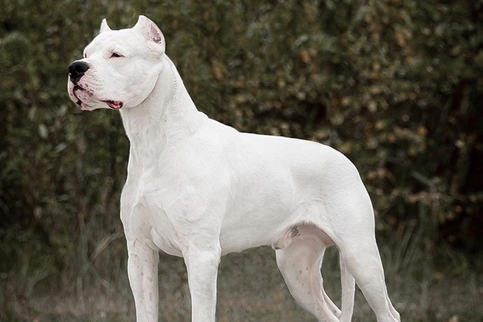 En sevdiğiniz köpek cinsi hangisidir?