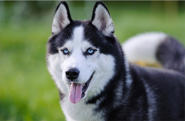 En sevdiğiniz köpek cinsi hangisidir?