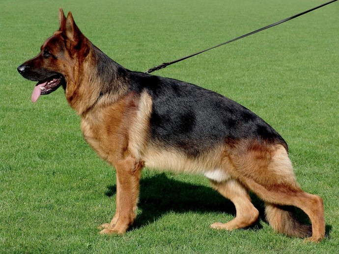 En sevdiğiniz köpek cinsi hangisidir?