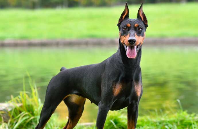 En sevdiğiniz köpek cinsi hangisidir?