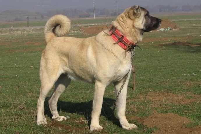 En sevdiğiniz köpek cinsi hangisidir?