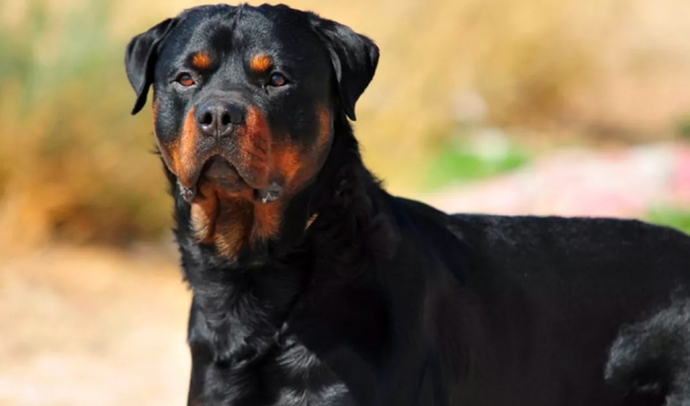 En sevdiğiniz köpek cinsi hangisidir?