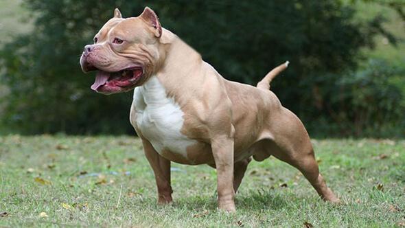 En sevdiğiniz köpek cinsi hangisidir?
