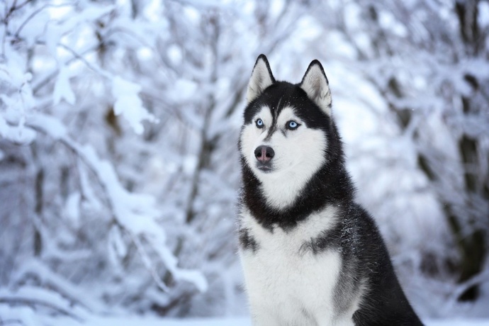 En sevdiğiniz köpek cinsi hangisidir?