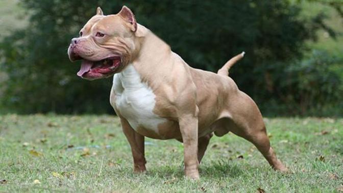 En sevdiğiniz köpek cinsi hangisidir?