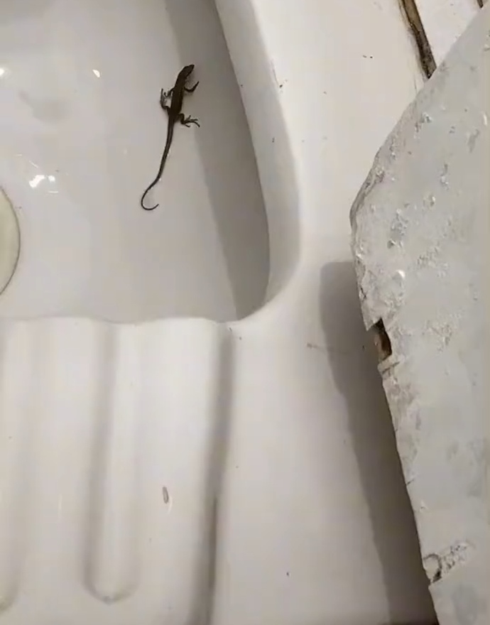 Şu nasıl gider?