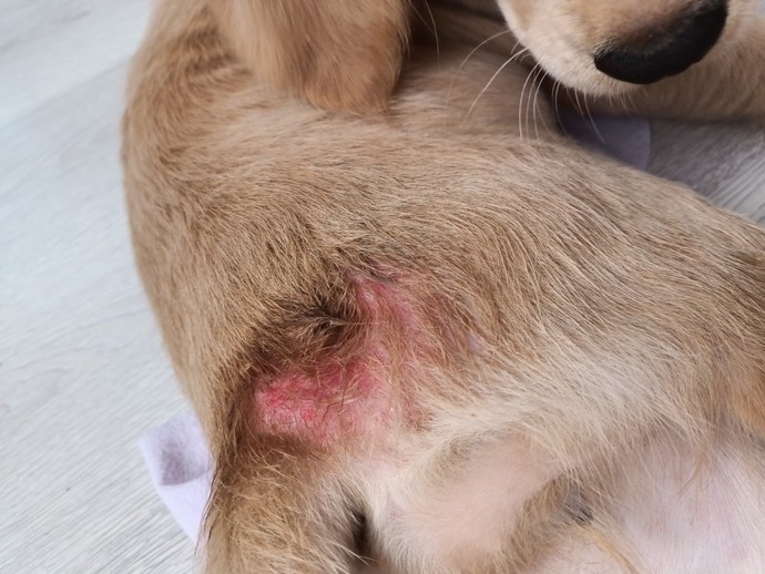 Köpeğimin Vücudu Çok Kızardı?