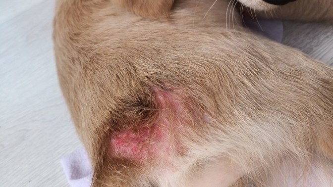 Köpeğimin Vücudu Çok Kızardı?