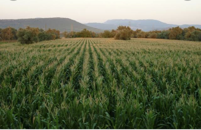 Patlamış Mısır mı süt mısırı mı🌽🌽?
