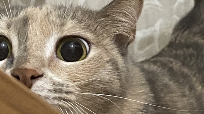 Kedinizin ya da hangi evcil hayvanınız varsa yaptığı en tuhaf şey nedir?
