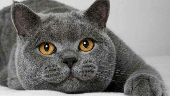 30-35 yaş arası ablalar, sizi bu kedi ile tavlayabilir miyim?
