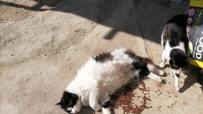 Sokaktaki canlar için makarnaya ne katarsam doyurucu olur?