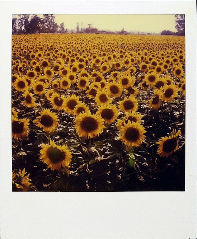 Muhikunun Polaroid Baskısı Güvenilir Mi?