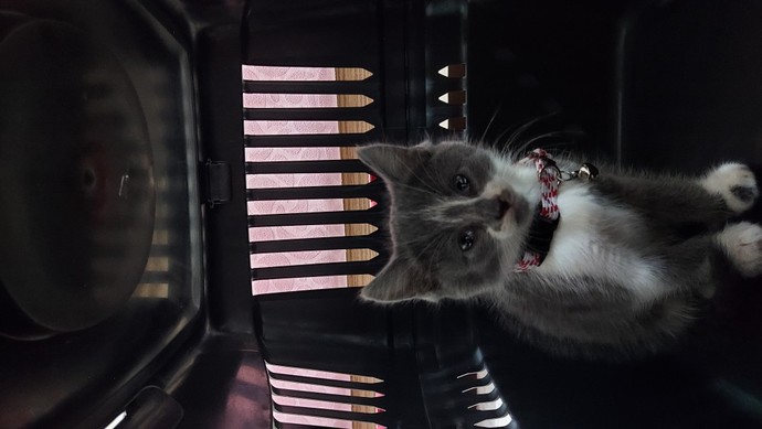 Kedi ismi önerir misiniz? Kedim cins mi?