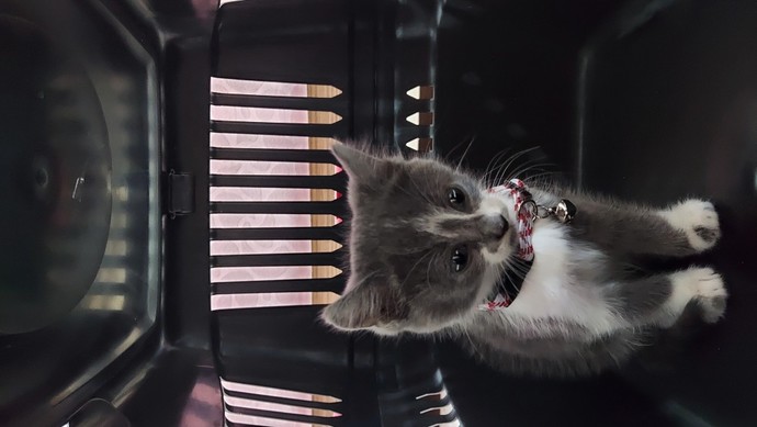 Kedi ismi önerir misiniz? Kedim cins mi?