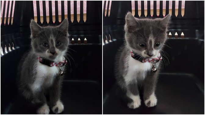 Kedi ismi önerir misiniz? Kedim cins mi?