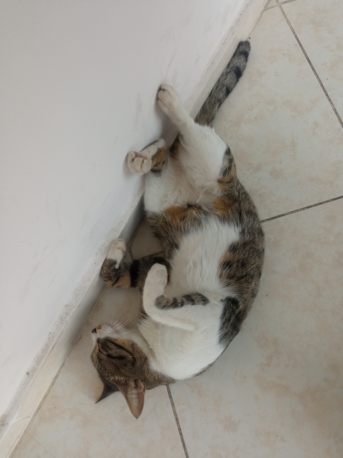 Bu kedi sevilmez mi şimdiii?