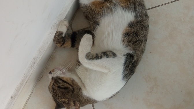 Bu kedi sevilmez mi şimdiii?