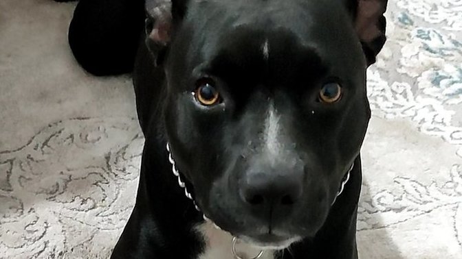 Takipcimizin köpeği, bunun ismini tahmin edebilir misin?