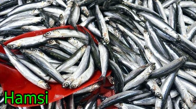 Balık yemeyi seviyor musunuz? 🐟 En sevdiğiniz balık türü nedir?