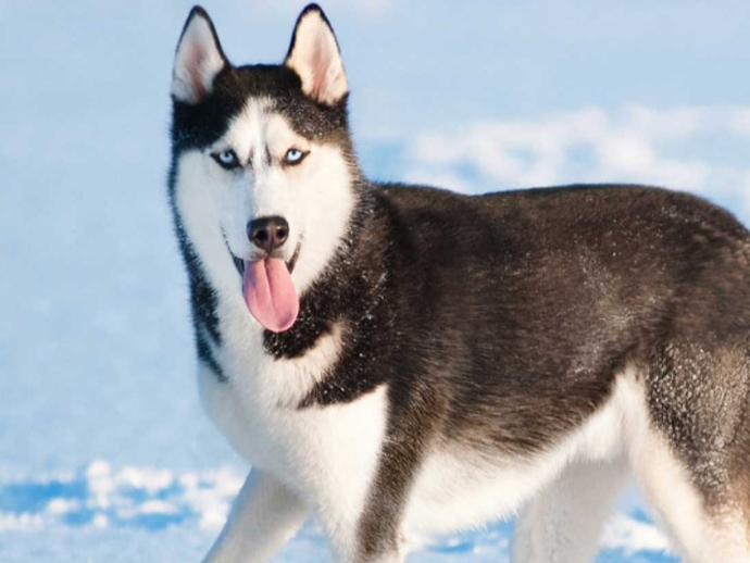 Husky vs Malamut?