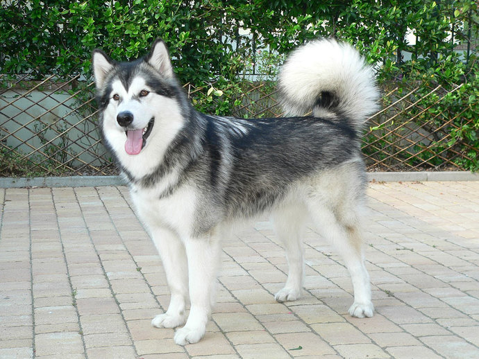 Husky vs Malamut?